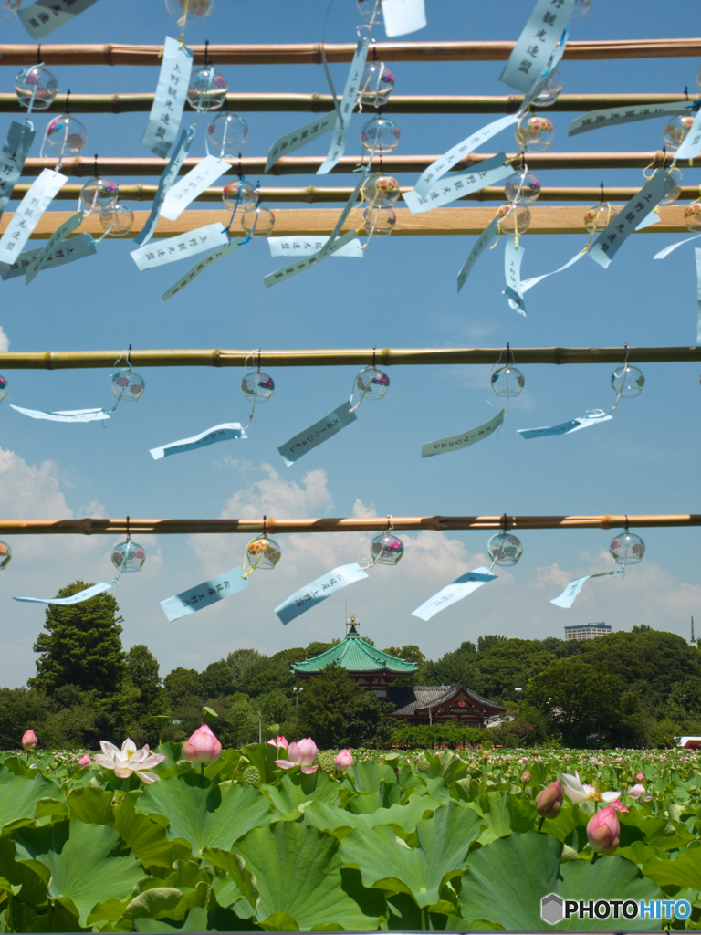 涼やかに