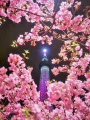 夜桜の塔