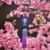 夜桜の塔
