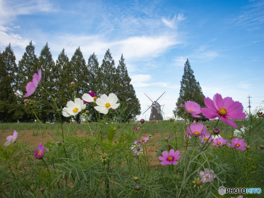 秋晴れコスモス