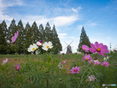 秋晴れコスモス