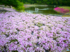 白鳥と芝桜