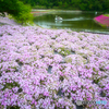 白鳥と芝桜