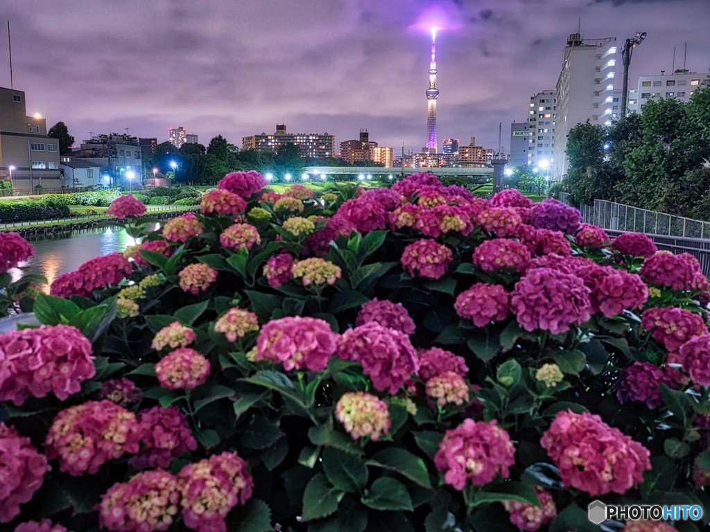紫陽花とスカイツリー