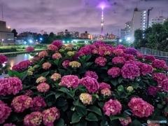 紫陽花とスカイツリー