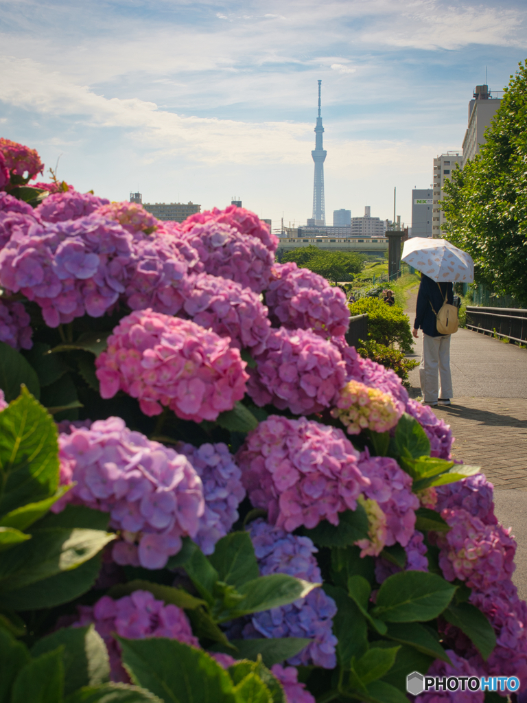 紫陽花の小径