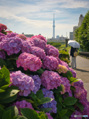 紫陽花の小径
