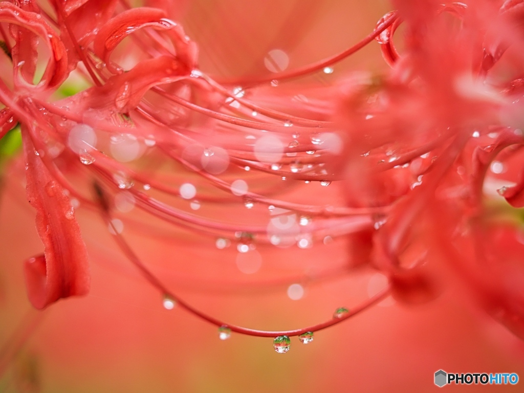 紅い雫