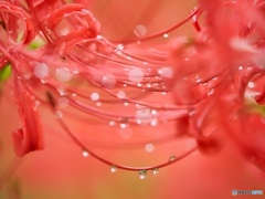 紅い雫