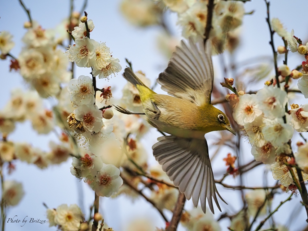 花に舞う