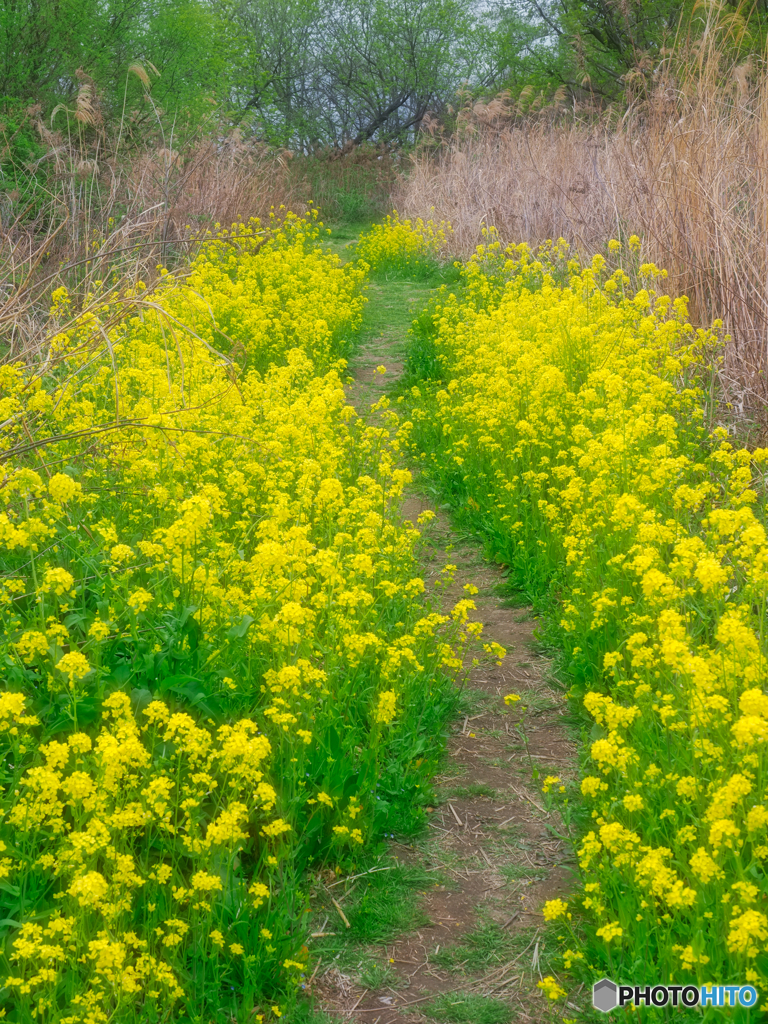 菜の花の小径