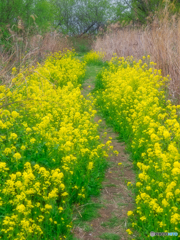 菜の花の小径