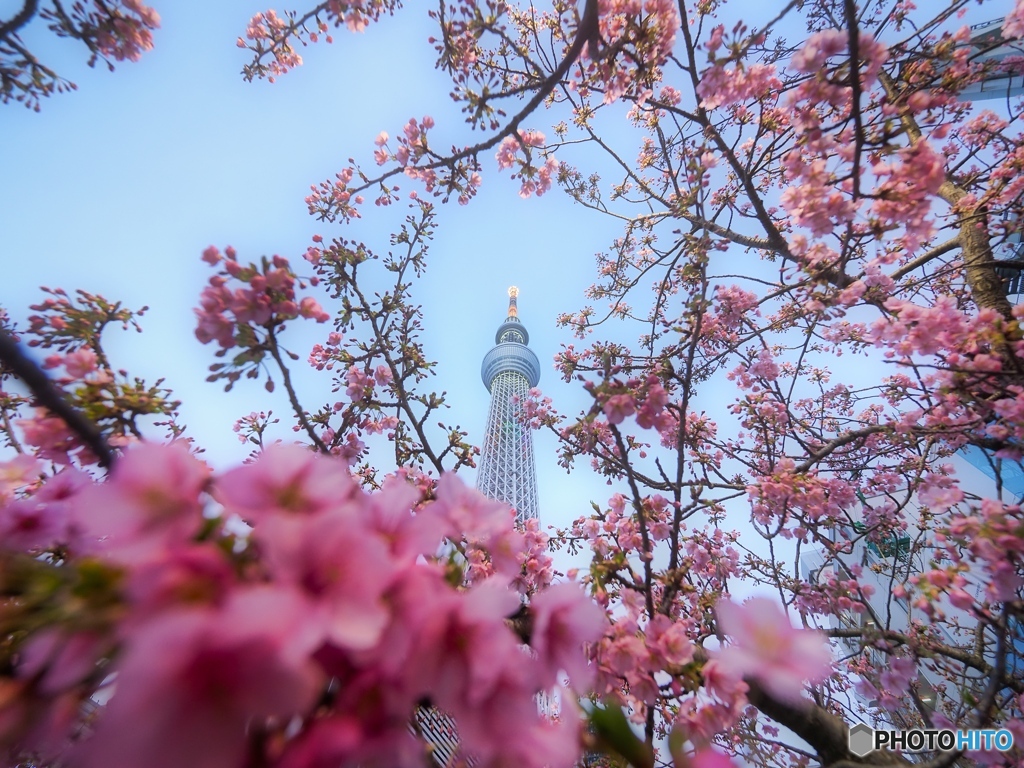 春の夢