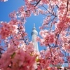 春満開