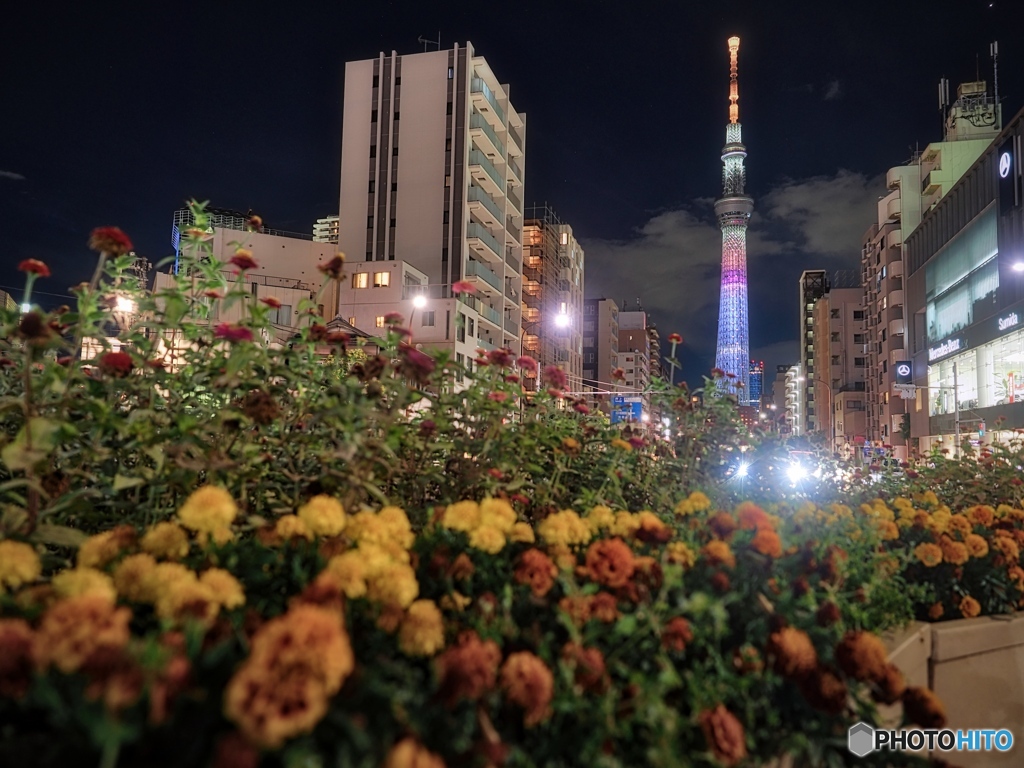 華やかな夜