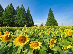 あけぼの山の向日葵