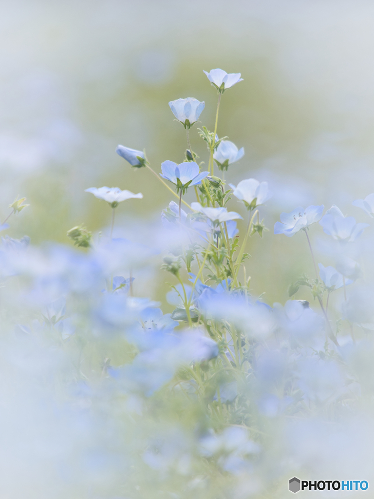 秘密の花園