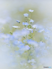 秘密の花園