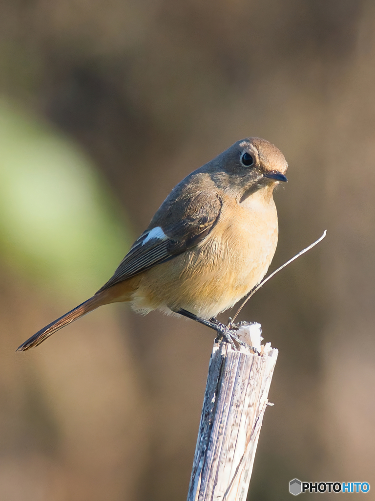 オレンジ色のお嬢さん