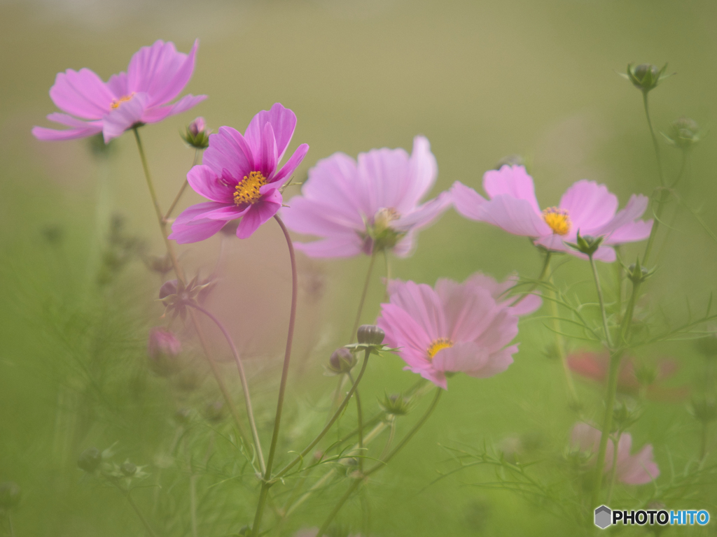 遅咲きコスモス
