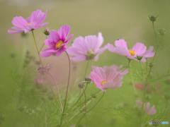 遅咲きコスモス