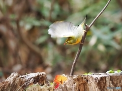 いざ飛び立たん