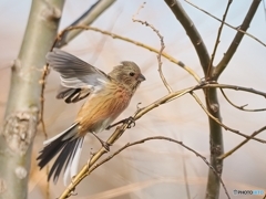 若鳥の舞