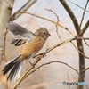 若鳥の舞