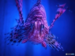 水族館でにらめっこ
