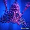 水族館でにらめっこ
