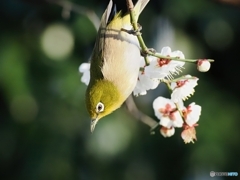 梅の香に誘われて