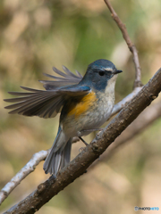 1年ぶりの再会の舞
