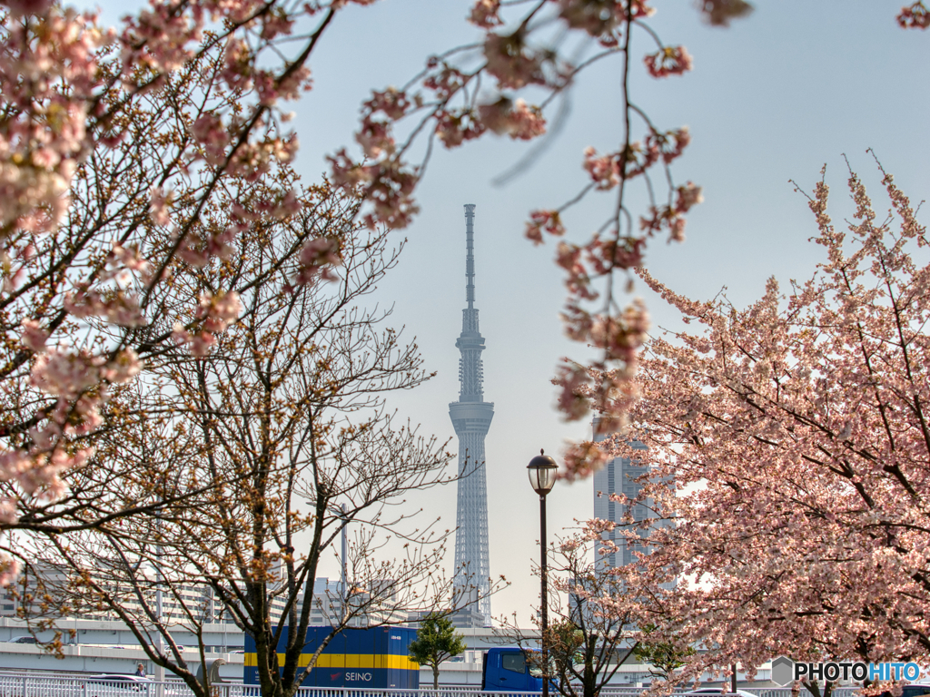 大寒桜とスカイツリー