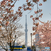 大寒桜とスカイツリー