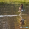 ミサゴの狩