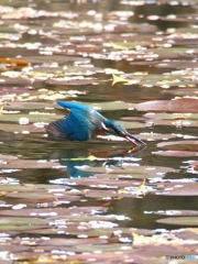 水面キッス