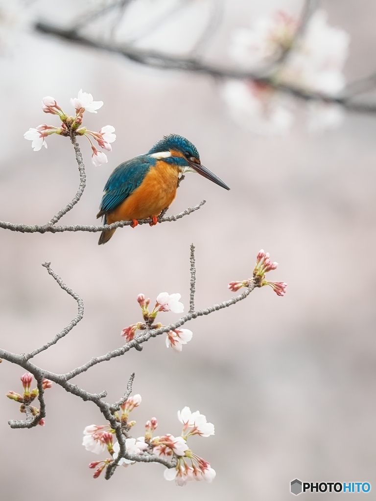 桜の木の上で