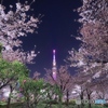 夜桜に灯る