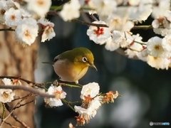 梅にメジロ