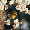 梅にメジロ