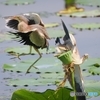 大立回り