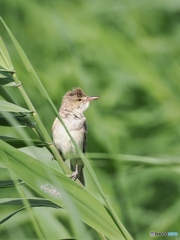 葦原の元気者