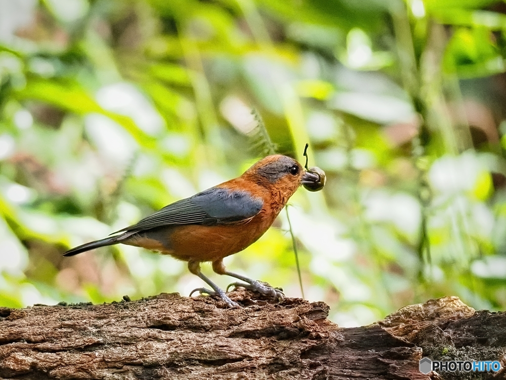 食欲の秋