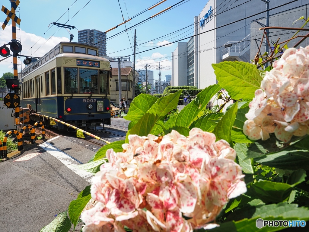 都電と紫陽花