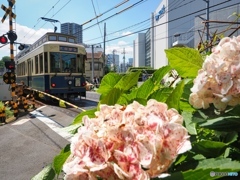 都電と紫陽花