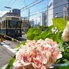 都電と紫陽花