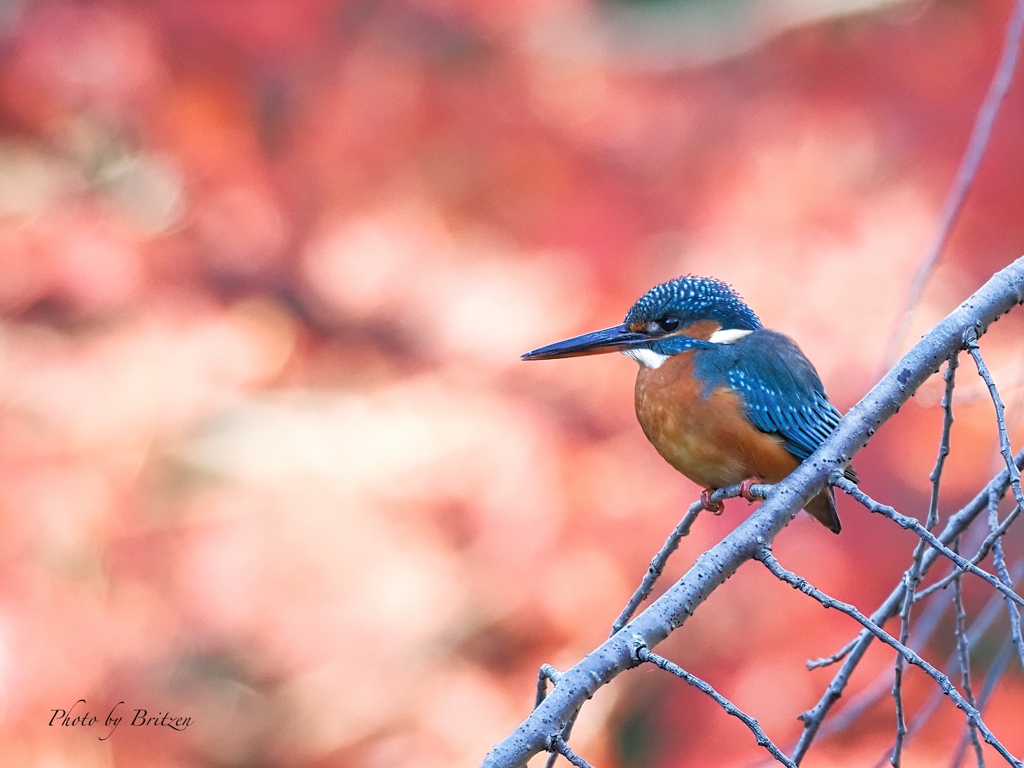 紅葉を背に