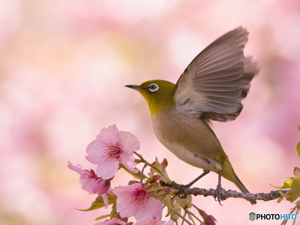 春の喜び