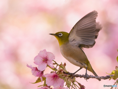 春の喜び