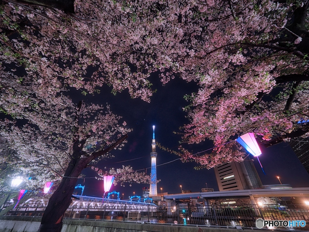 桜祭り